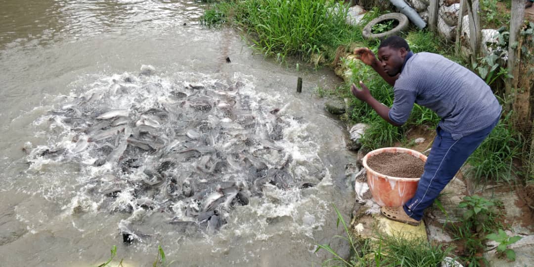 Improving Efficiency in the Nigerian Aquaculture Sector by Employing Lean Production Systems